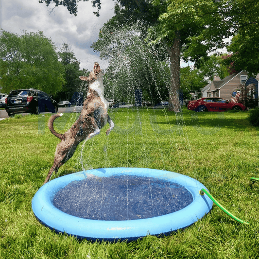 AquaPaws™ – Sommerens sjoveste vandsprinkler til børn og kæledyr